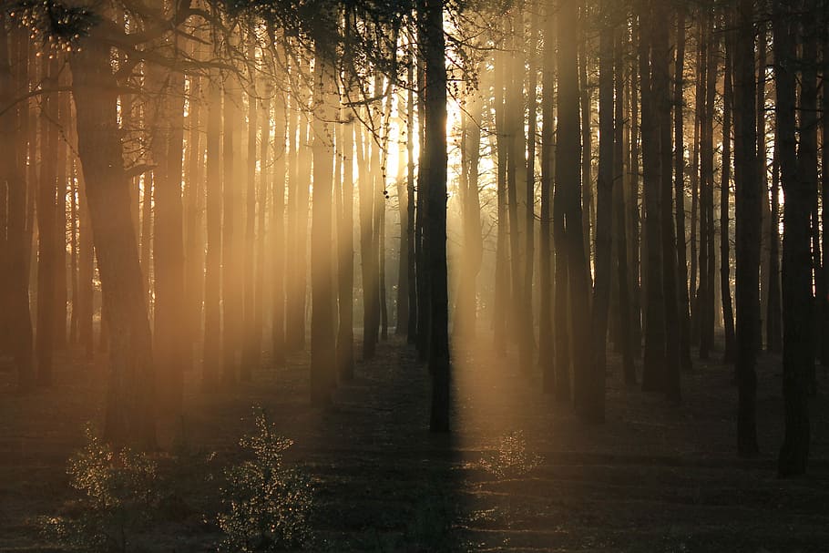 photography of trees during sunset, selective focus photography of trees against sunset HD wallpaper