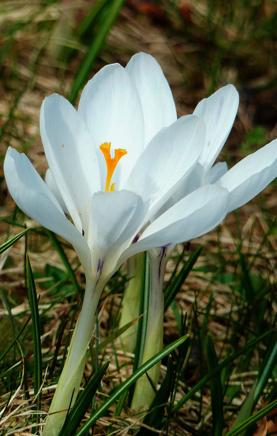 crocus, spring, nature, plant, flowers, meadow, bloom, spring meadow HD wallpaper