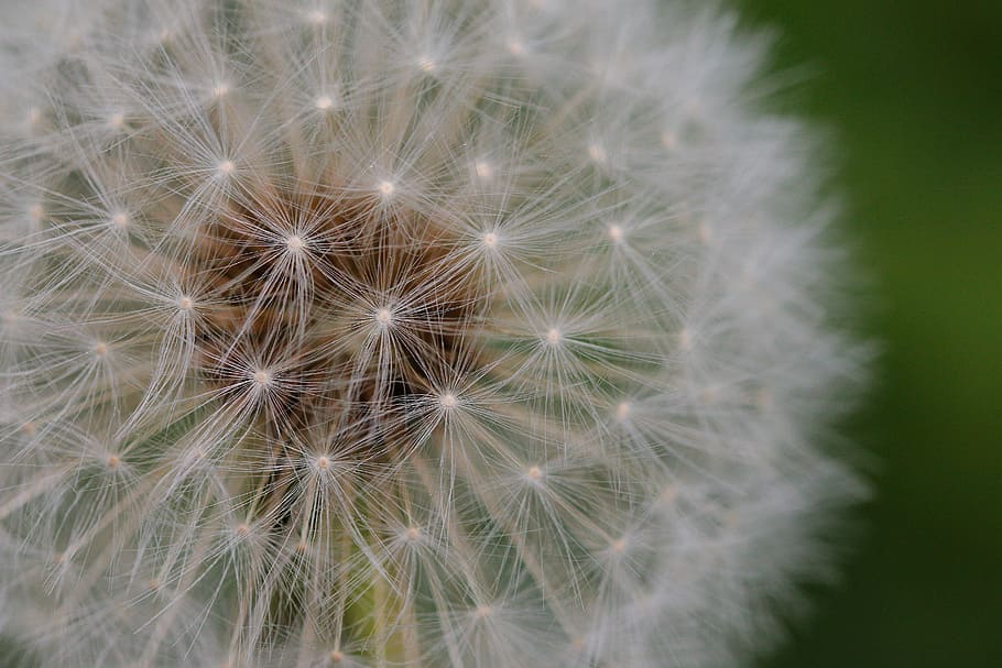 dandelion, fluffy, seeds, plant, flower, nature, growth, tender HD wallpaper