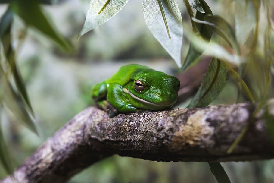 Closeup shot of a tree frog in Australia, nature, animal, animals