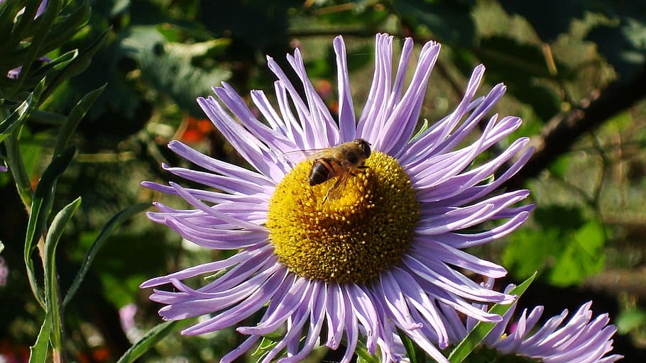 bee, bjola, flower bed, nature, plant, summer, close-up, petal HD wallpaper