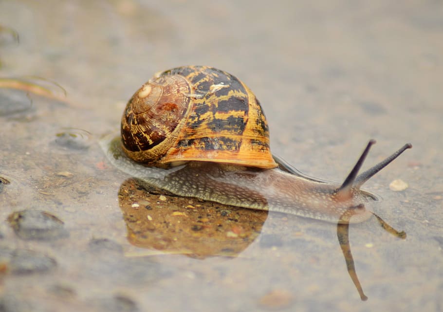 Snail, Insect, Nature, Shell, rain, puddle, water, fall, weather HD wallpaper