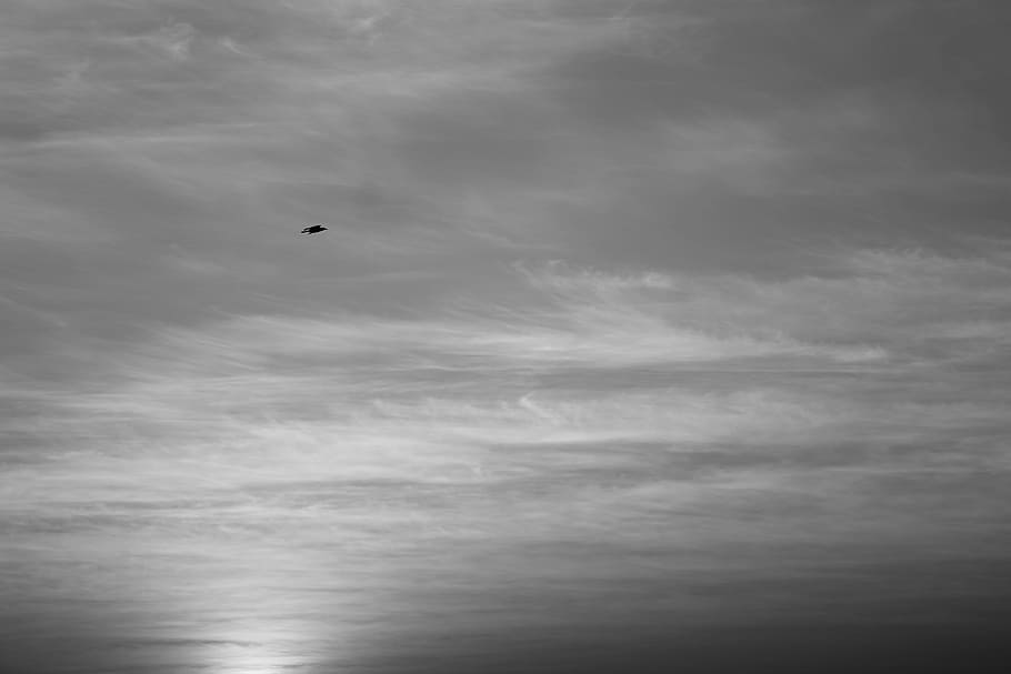 Bird, Dark, Clouds, Flying, sky, grey, silhouette, dom, overcast HD wallpaper