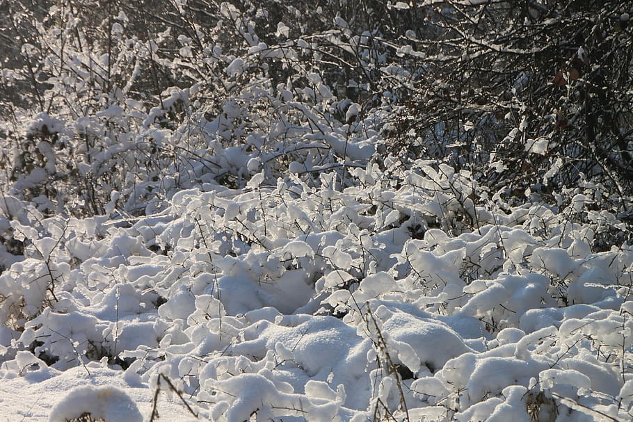 branches, cold, forest, frozen, ice, shining, snow, sun, trees HD wallpaper