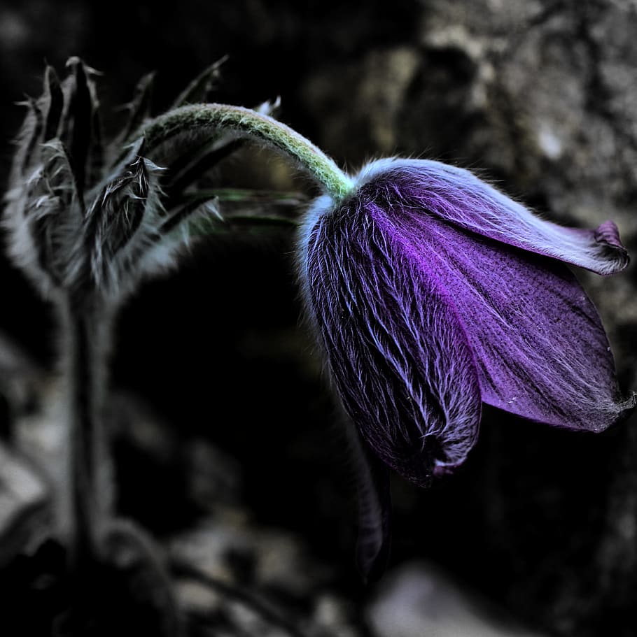 spring, flower, bloom, nature, green, plant, macro, garden HD wallpaper