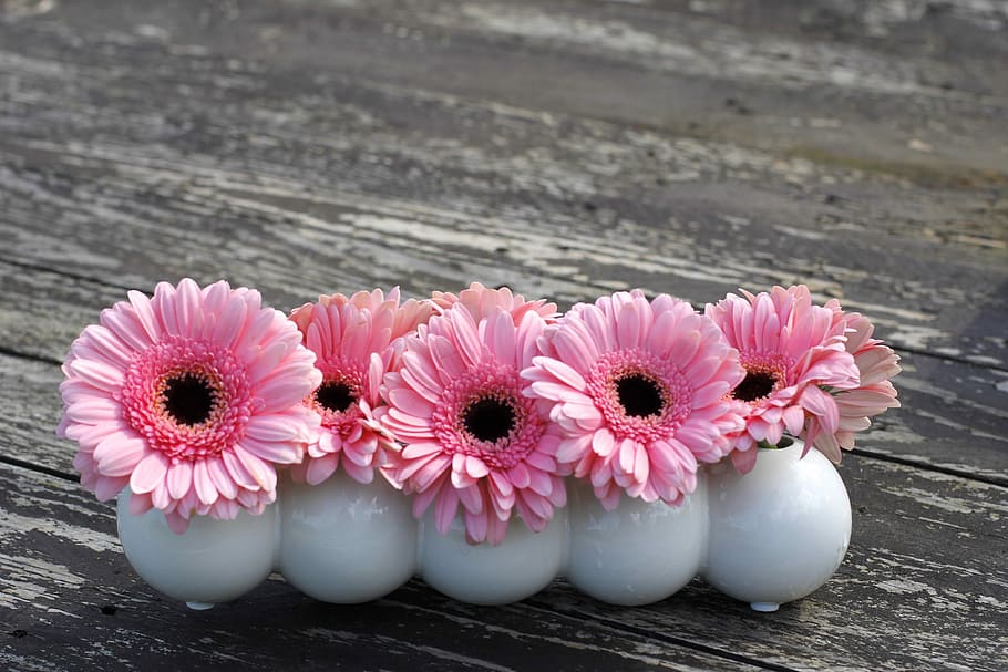 five pink petal flowers in white ceramic vases, gerbera, background HD wallpaper