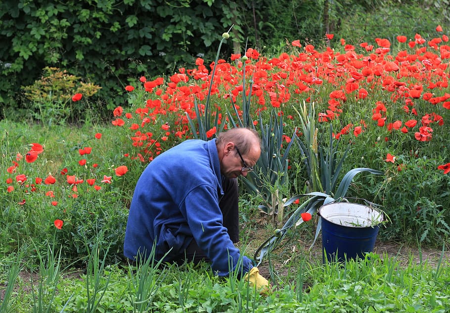 man kneeling planting flowers, garden, work, weeding, beds HD wallpaper