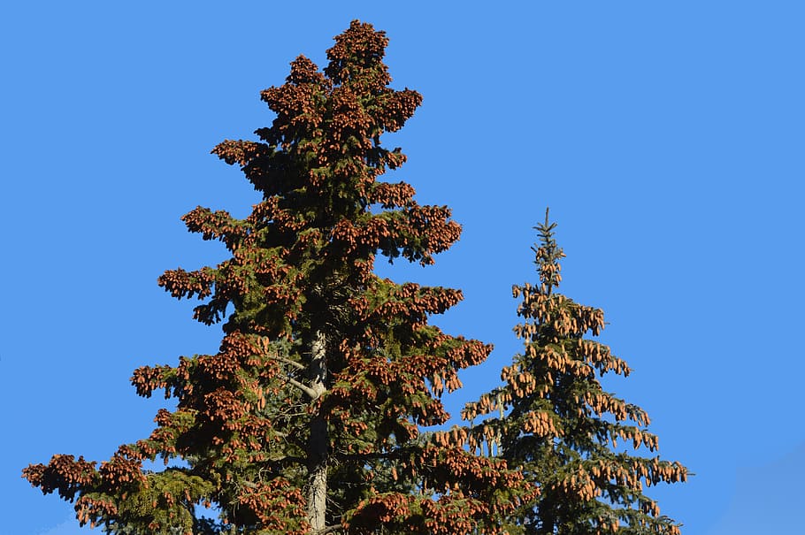 pine cones, tree, evergreen, forest, needles, nature, sky, blue HD wallpaper