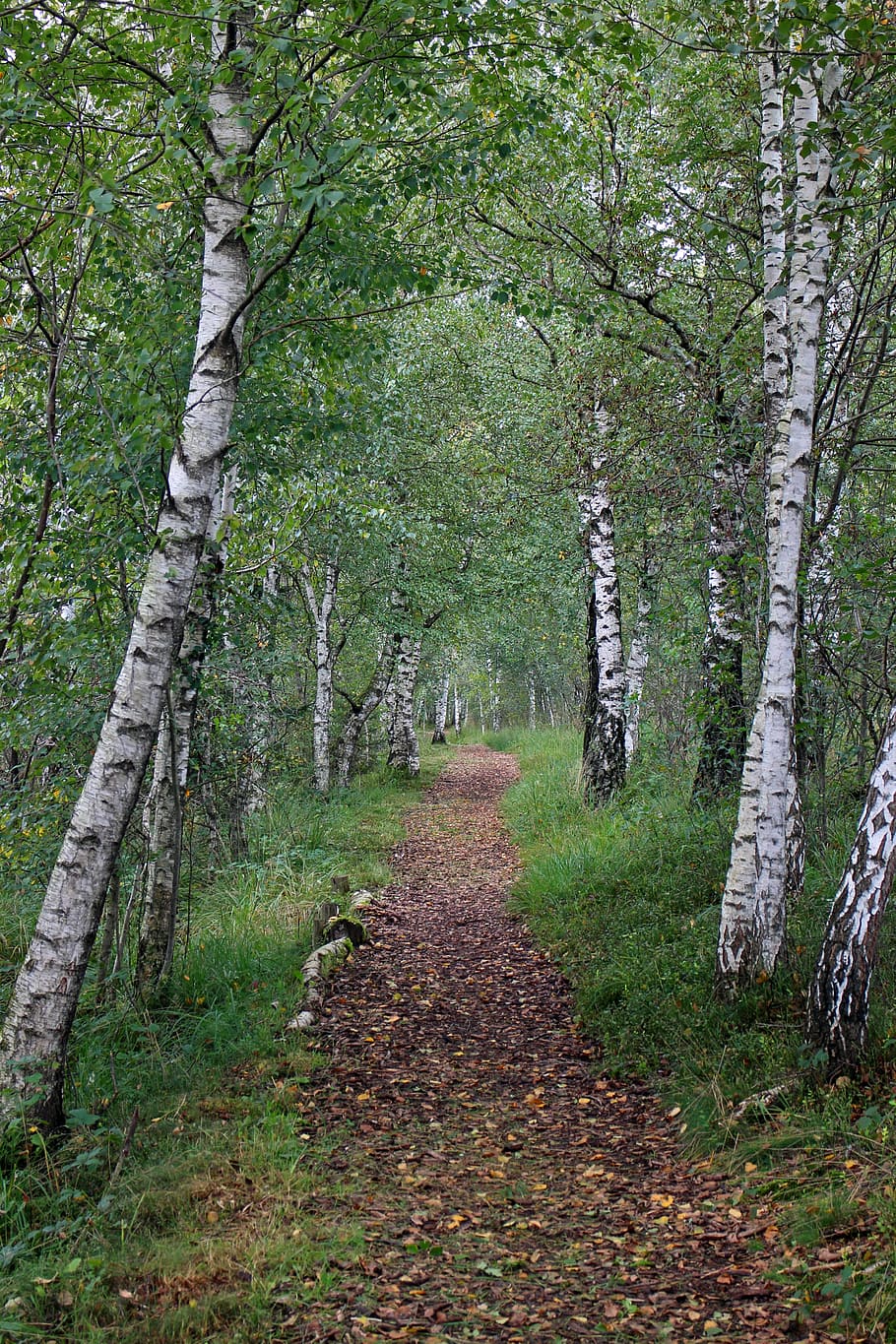 empty road surrounded by trees, birch, away, trail, forest path