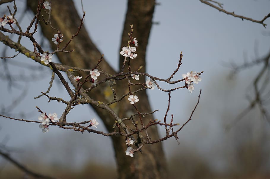 Apple Tree, Flowering, Spring, Florets, small, branch, outdoors HD wallpaper