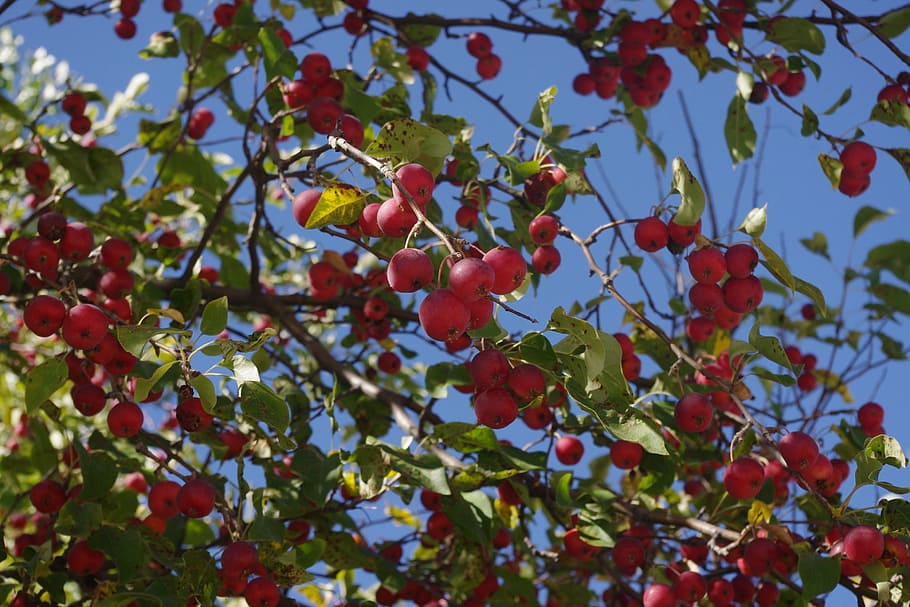 Crabapple, Tree, Red, Fruit, food and drink, outdoors, day HD wallpaper