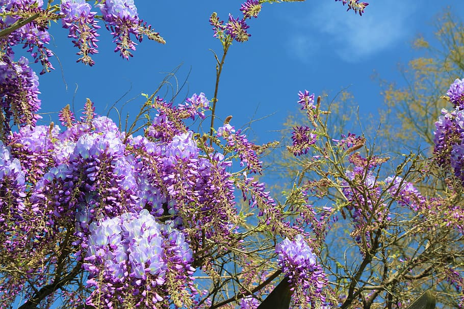 flower, plant, nature, tree, lavender, flowering plant, beauty in nature HD wallpaper