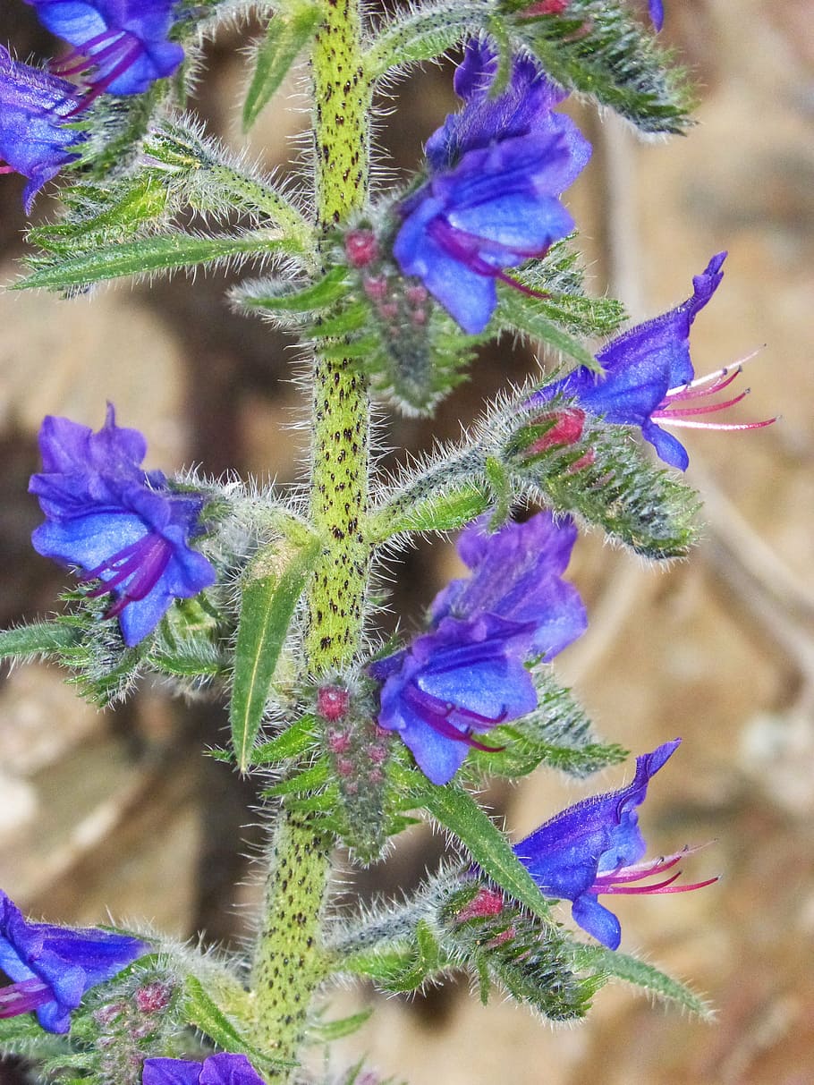ο, common bugloss, foxglove, blue grass, cow tongue, echium vulgare HD wallpaper