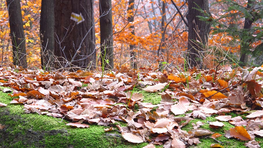 foliage, forest, tree, plant part, autumn, leaf, land, change HD wallpaper