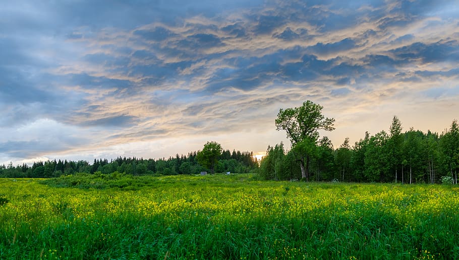 photo of bed of yellow petaled flowers, panoramic, nature, landscape HD wallpaper