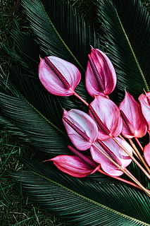 Colorful Exotic Flowers and Greenery, flora, leaf, leaves, tropical HD wallpaper