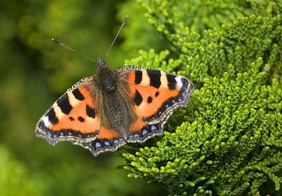 english butterfly, tortoiseshell butterfly, insect, urticae, HD wallpaper