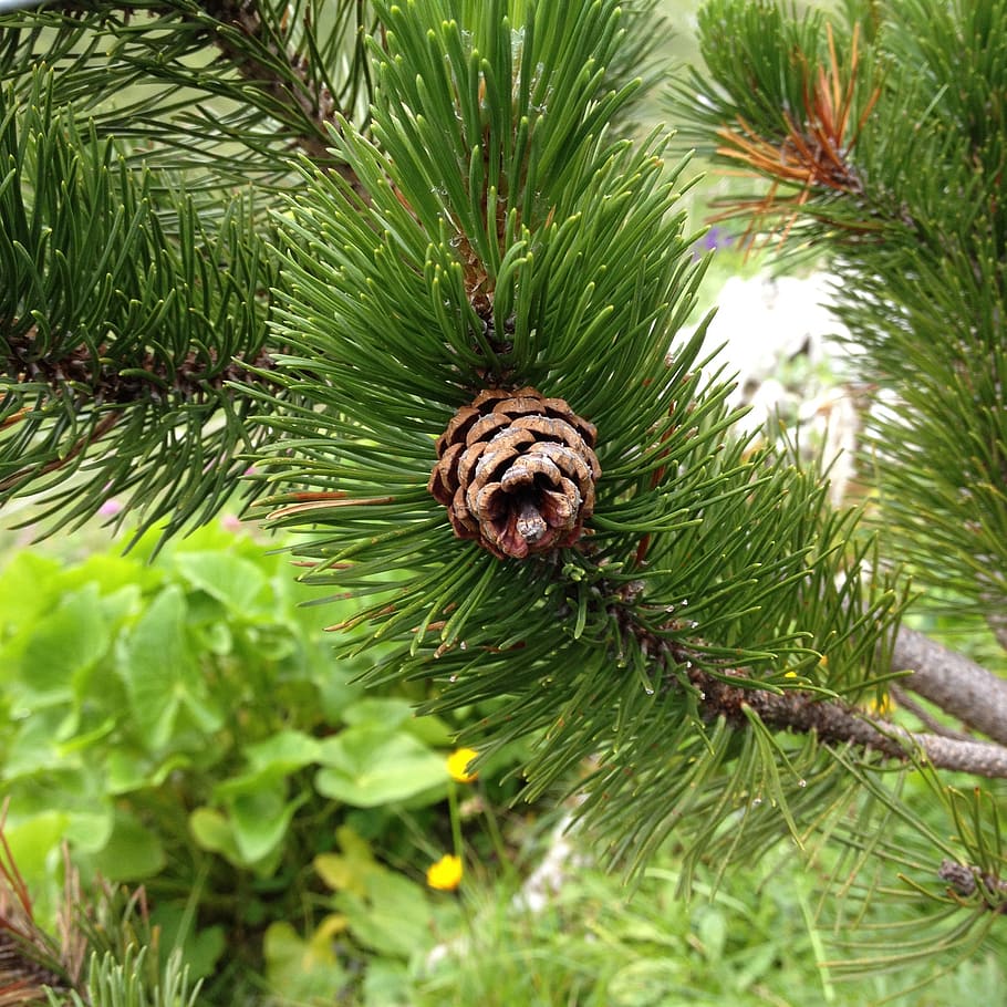 nature, conifer, pinecone, green, plant, tree, green color HD wallpaper