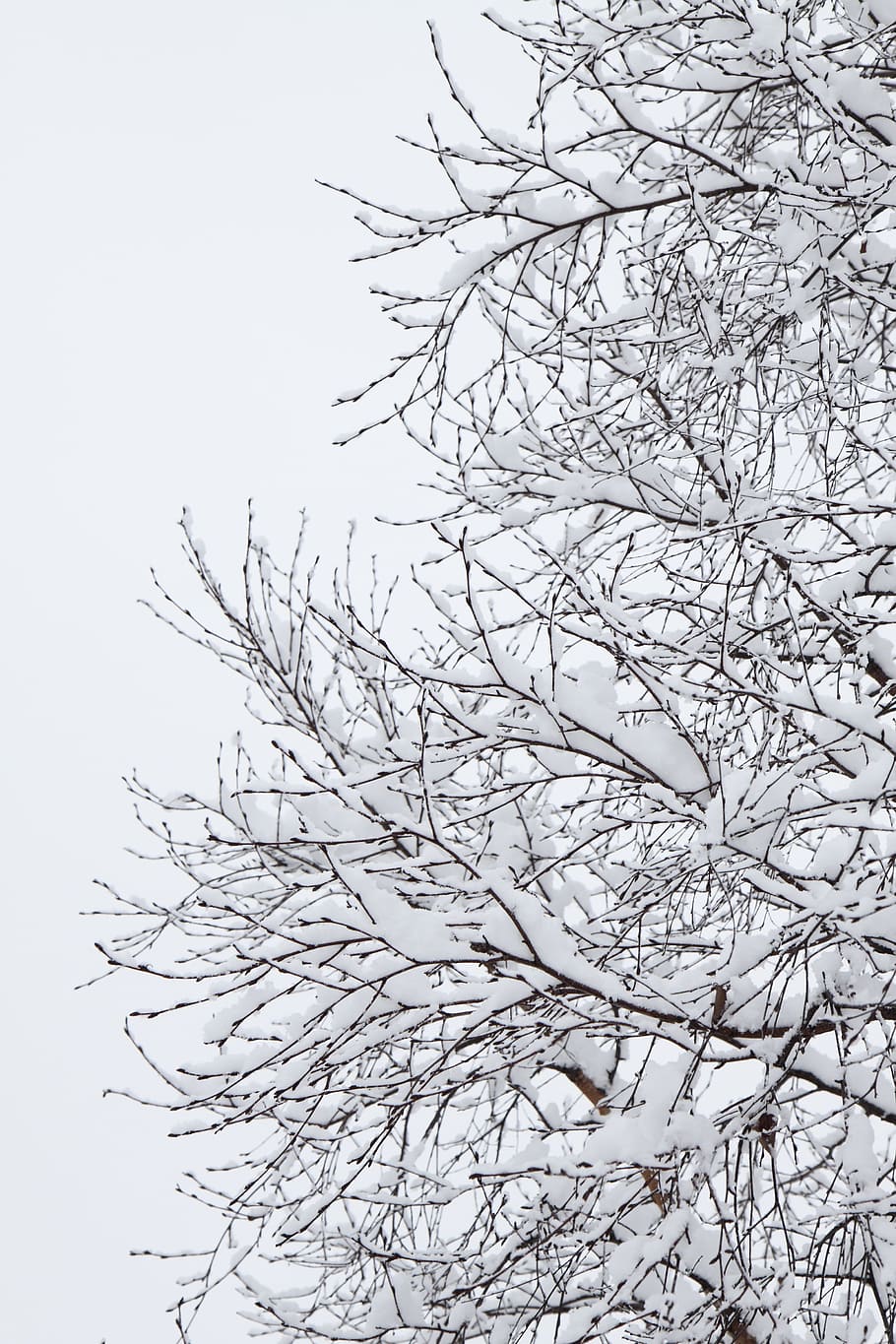 Branch, Cold, Cover, Covered, Frost, frosty, ice, nature, season HD wallpaper