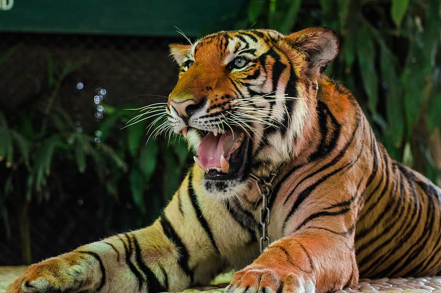 adult Tiger, cat, portrait, animal, wildlife, striped, carnivore HD wallpaper