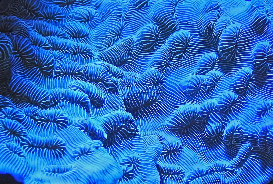 blue textile, nature, macro, pattern, abstract, bioluminescent coral HD wallpaper
