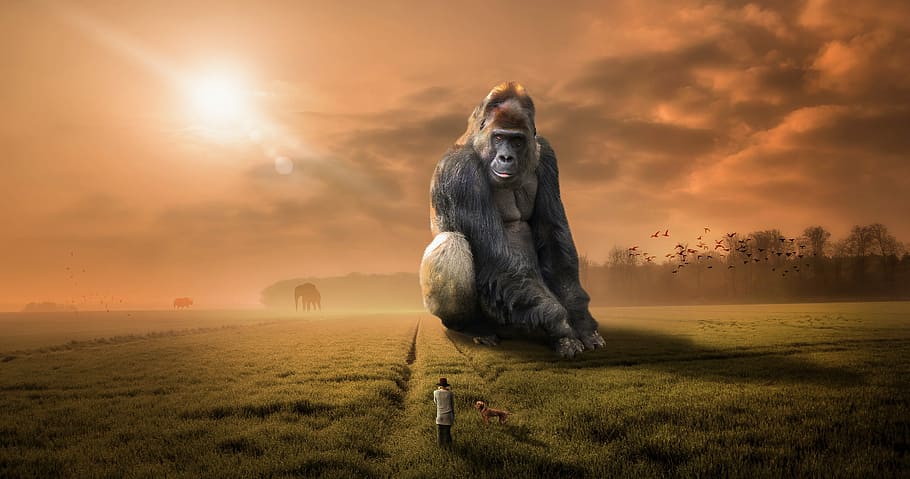 Gorilla illustration, animal, ape, primate, herbivore, silver back