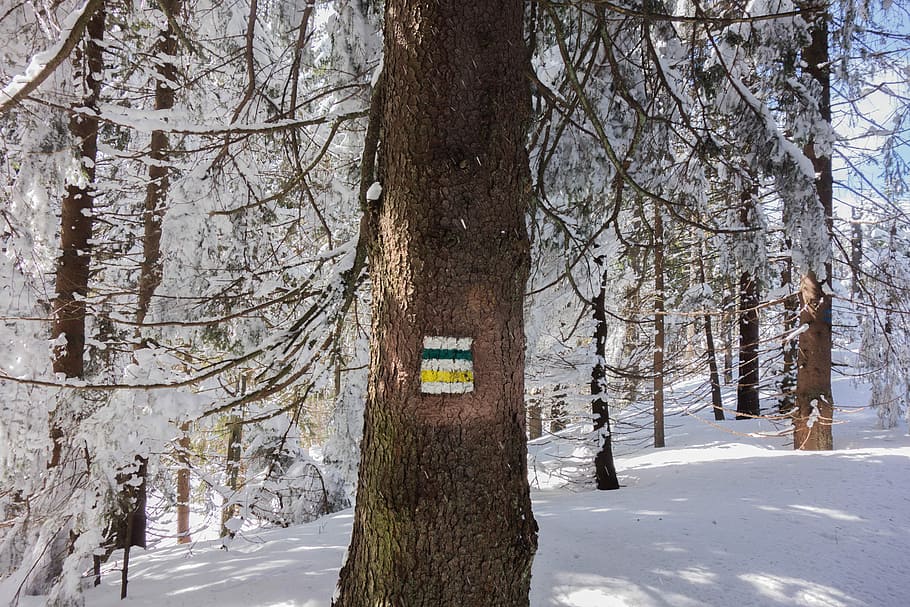 brown tree covered with snow at daytime, hiking, hiking marks HD wallpaper