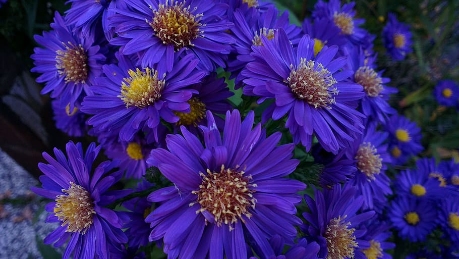 Asters, Bouquet, autumn, flower, purple, nature, growth, beauty in nature HD wallpaper