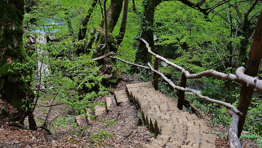 forest, water, steps, landscape, nature, tourism, tropical HD wallpaper