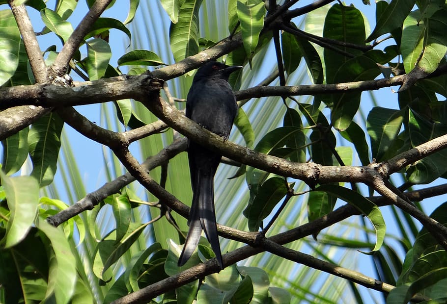 drongo, bird, fauna, perched, mango tree, dharwad, india, animal themes HD wallpaper