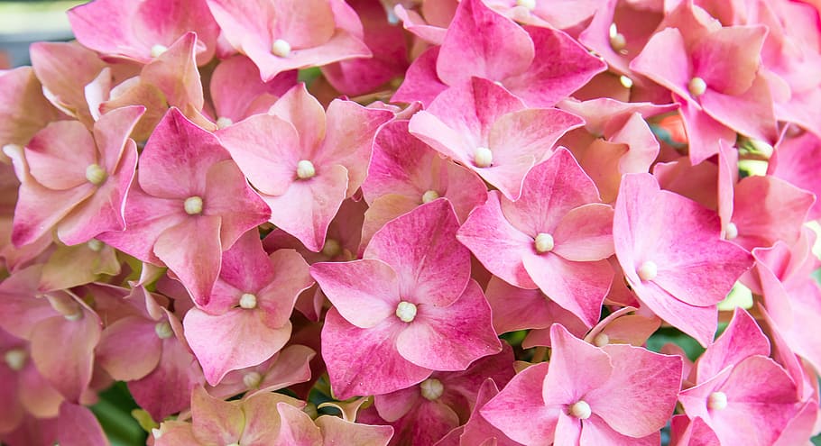 hydrangea, flower, flowers, pink, plant, bloom, summer, hydrangea flower HD wallpaper