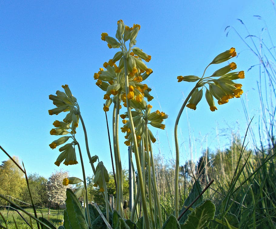 cowslip, primrose, nature, blue, sky, plant, summer, outdoors HD wallpaper