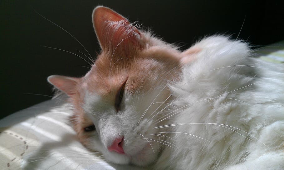 cat, pet, lazy, cute, feline, relaxed, sleepy, domestic Cat HD wallpaper