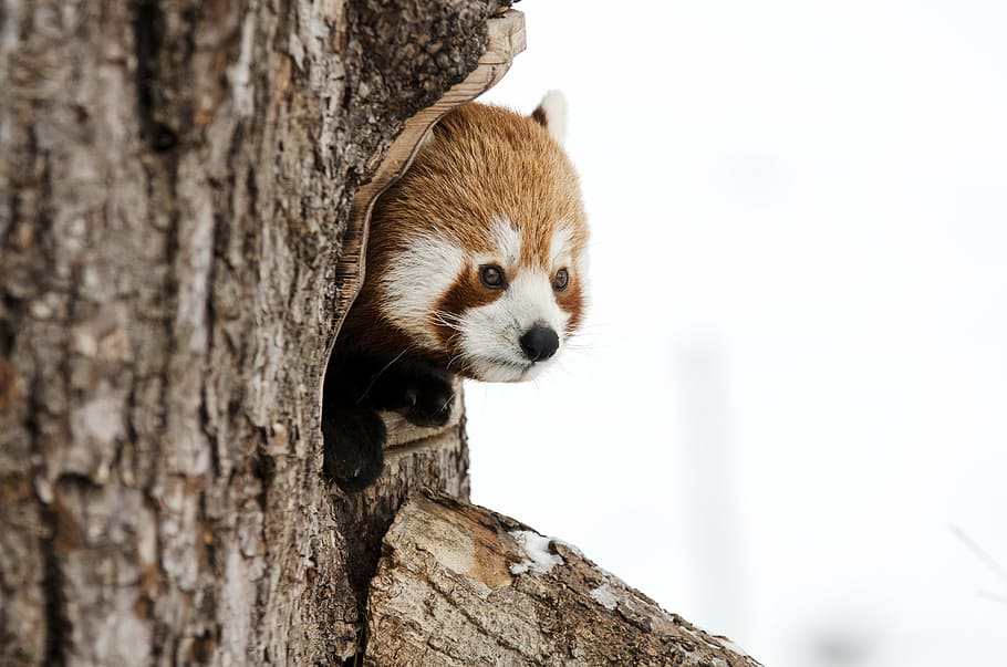 red panda in tree, chinese panda, winter, zoo, cold, skeptical