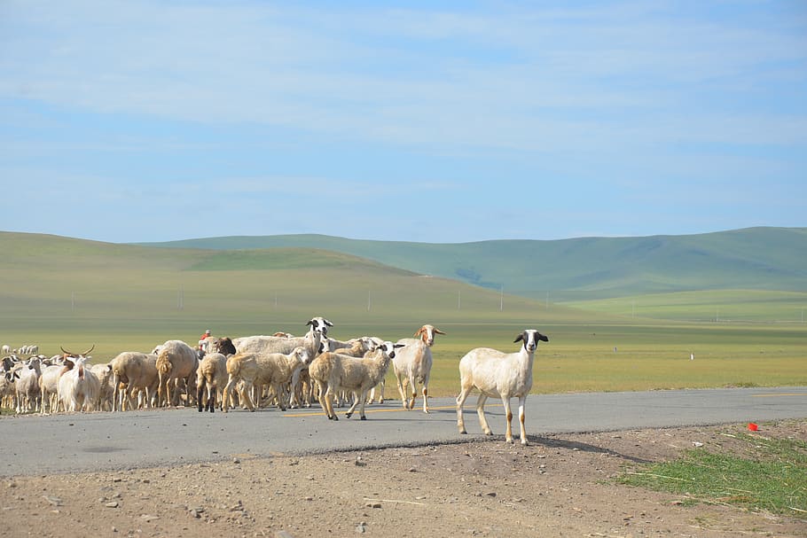 inner mongolia, the flock, mammal, animal, group of animals HD wallpaper