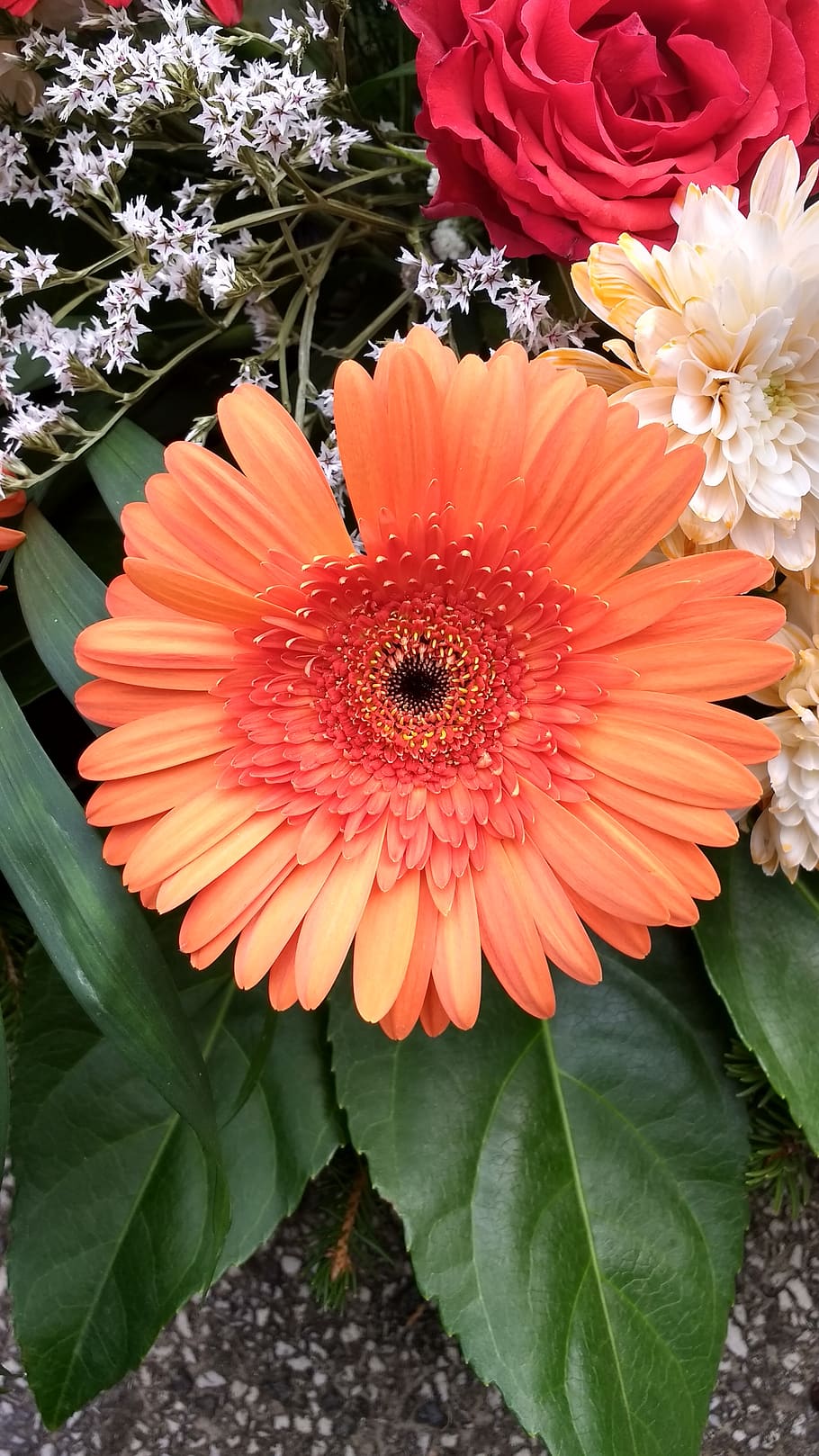 flower, nature, old, flowering plant, fragility, vulnerability HD wallpaper