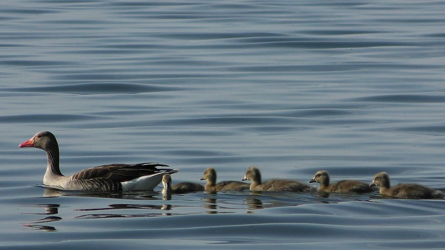 ducks, duck bird, young ducks, chicks, waterfowl, animal world HD wallpaper