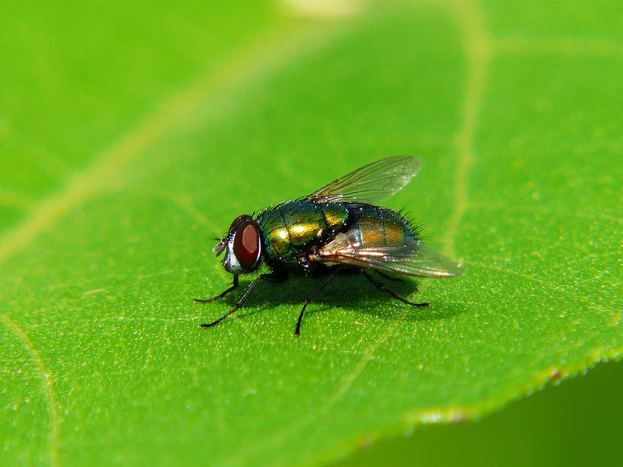 fly, insect, wing, green, macro, leaf, green color, animal themes HD wallpaper