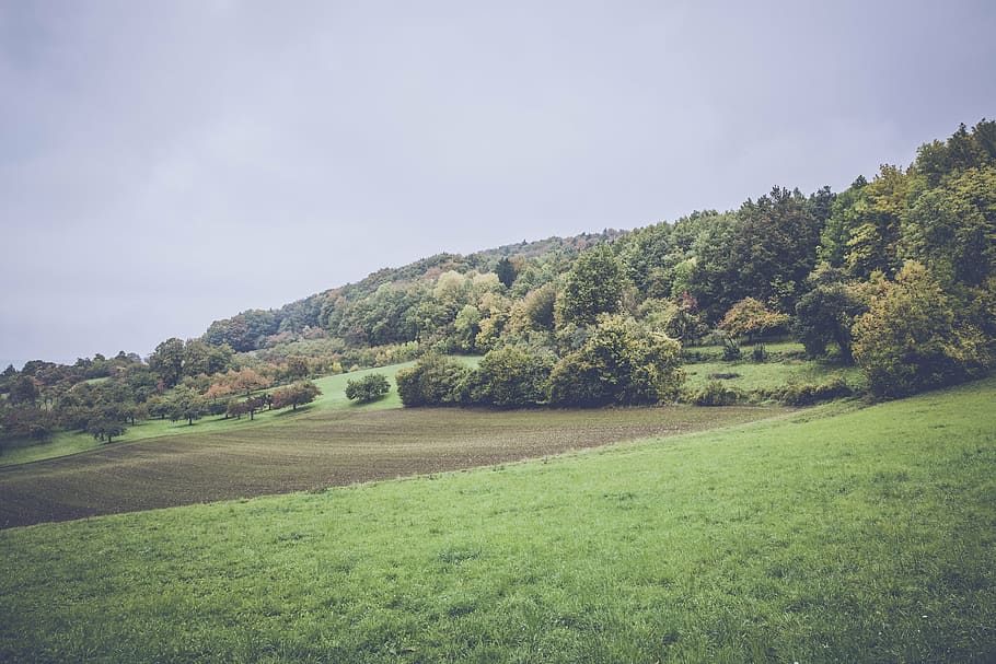 field, forest, grass, landscape, nature, outdoors, scenic, sky HD wallpaper
