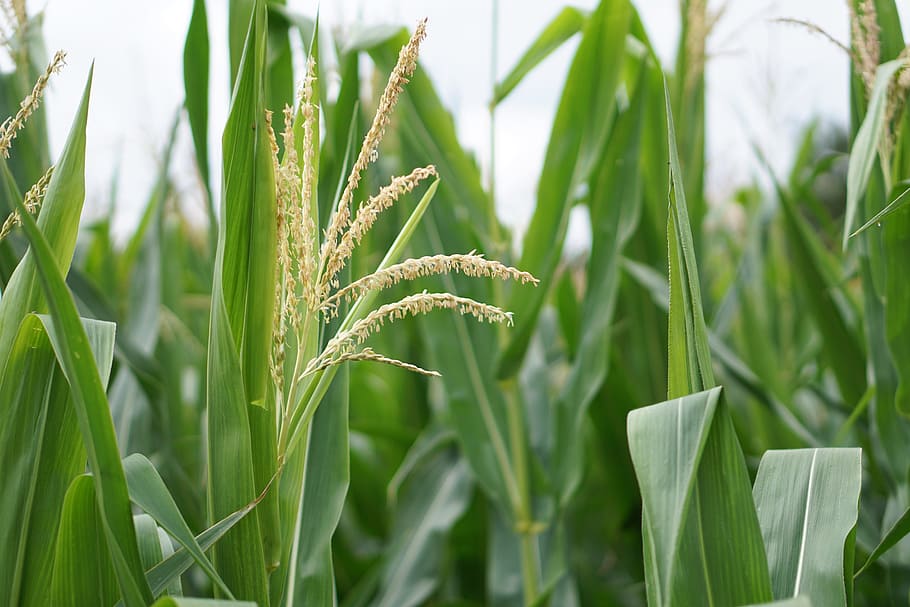 cornfield, corn cultivation, agriculture, fields, arable, bauer HD wallpaper