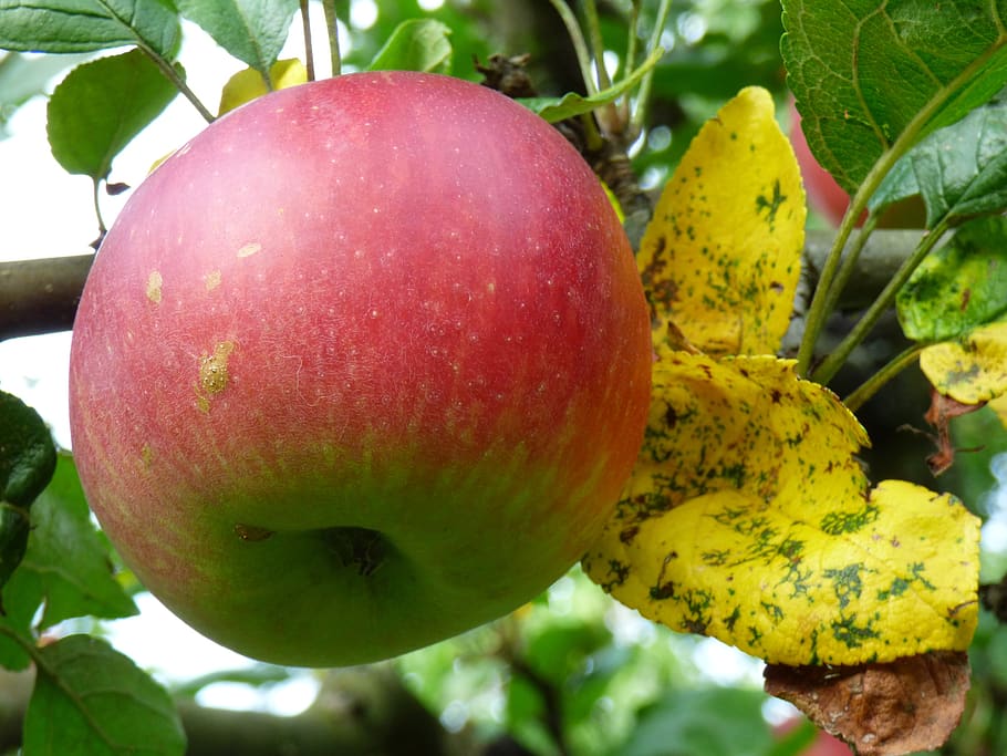 apple, red, fruit tree, eat, garden, food and drink, healthy eating HD wallpaper