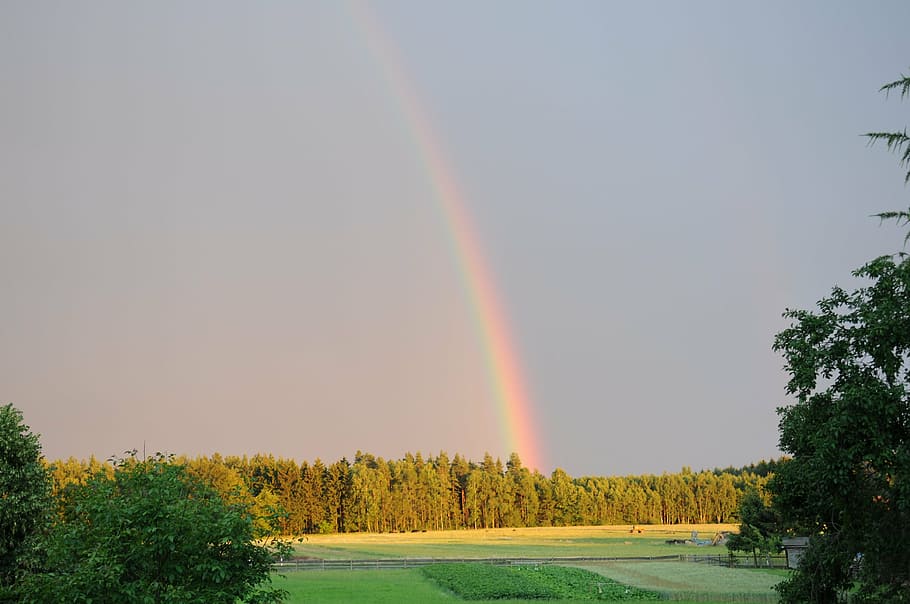 rainbow, forest, sky, thunderstorm, tree, plant, beauty in nature HD wallpaper
