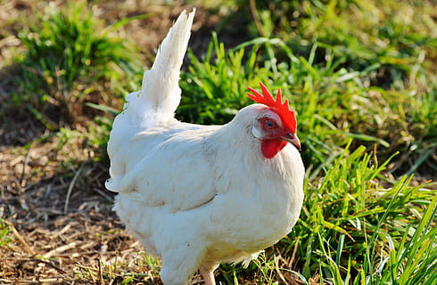 chicken, hen, poultry, range, livestock, farm, bird, chickens HD wallpaper