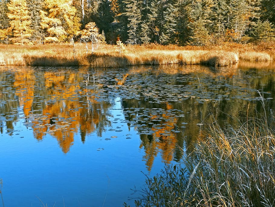 pond, reflections, autumn, nature, water, minnesota, wilderness HD wallpaper