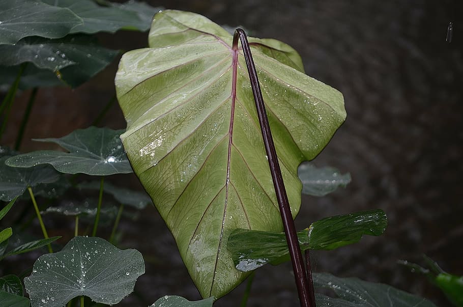 leaf, nature, moist, rain drops, drops plant leaves, water HD wallpaper