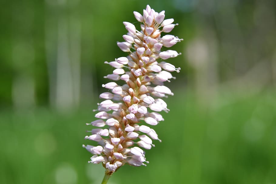 flower, herbage, nature, blossom, plant, flowering plant, beauty in nature HD wallpaper