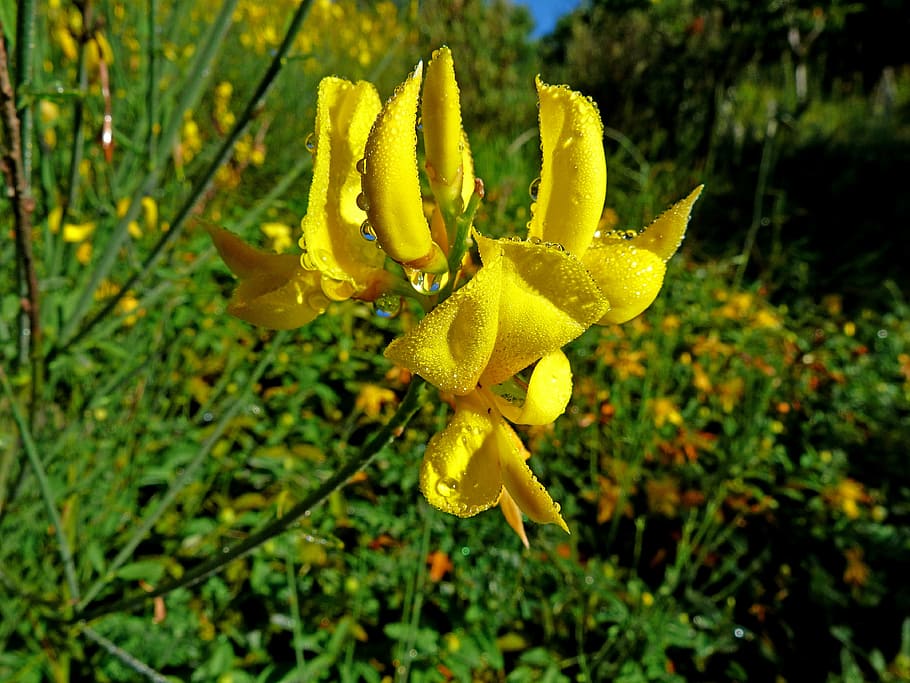 flowers, nature, macro, spring, yellow, dew drops, garden, plant HD wallpaper