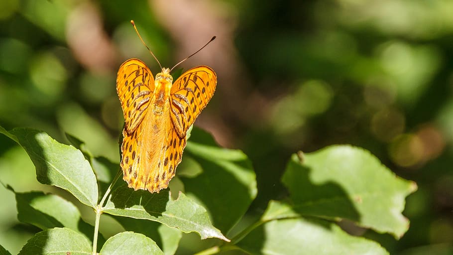 butterfly, close, orange, insect, blossom, bloom, animals in the wild HD wallpaper