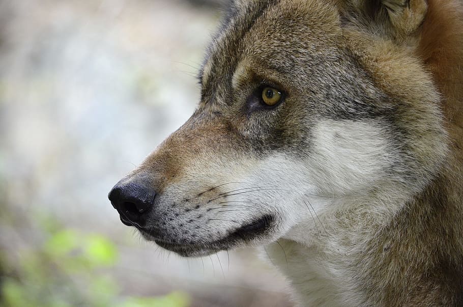 brown wolf, head, predator, portrait, close, creature, nature HD wallpaper