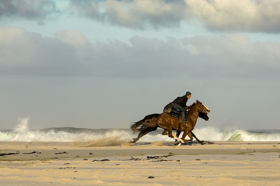 horses, beach, racing, domestic, animal, animal themes, mammal HD wallpaper